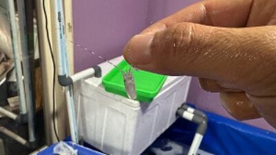 Unit Krimsus Polres Metro Tangerang Kota Bongkar Praktik Pengelolaan Benih Lobster Ilegal